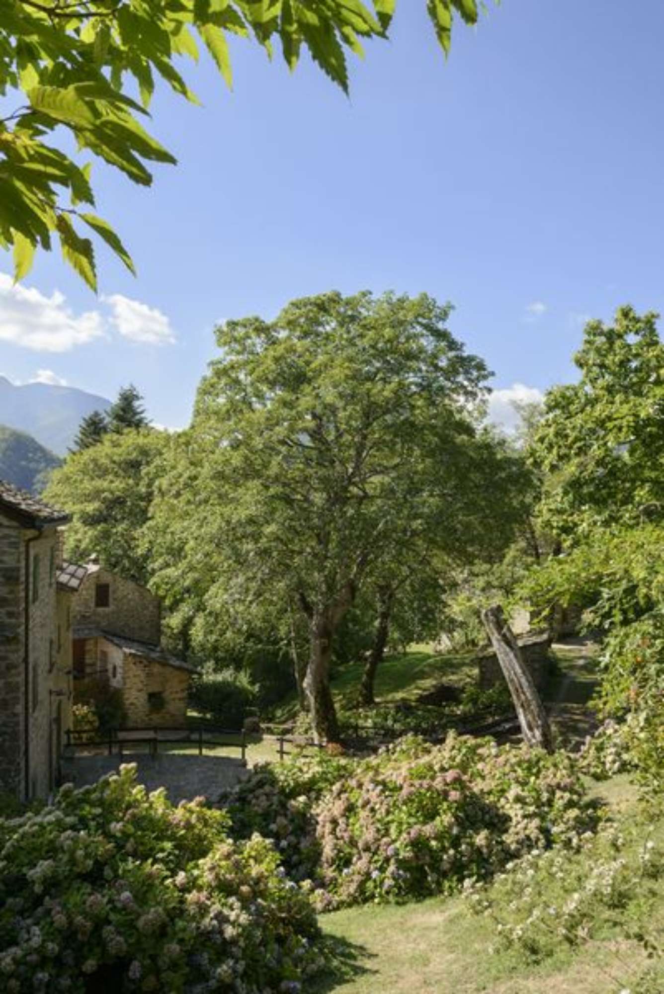 Acero montano_Tresana_Alto Reno Terme_SCA2759